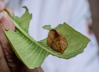 Alertan sobre presencia de oruga peluche en Jalisco
