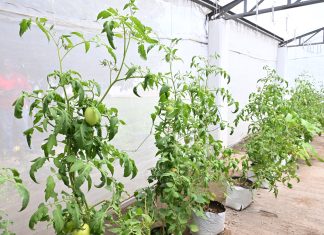 Preparatoria de El Grullo cultiva conciencia ambiental en taller agroecológico
