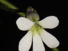 Investigadores registran nueva especie de planta carnívora