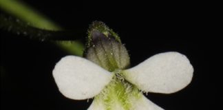 Investigadores registran nueva especie de planta carnívora
