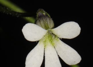 Investigadores registran nueva especie de planta carnívora