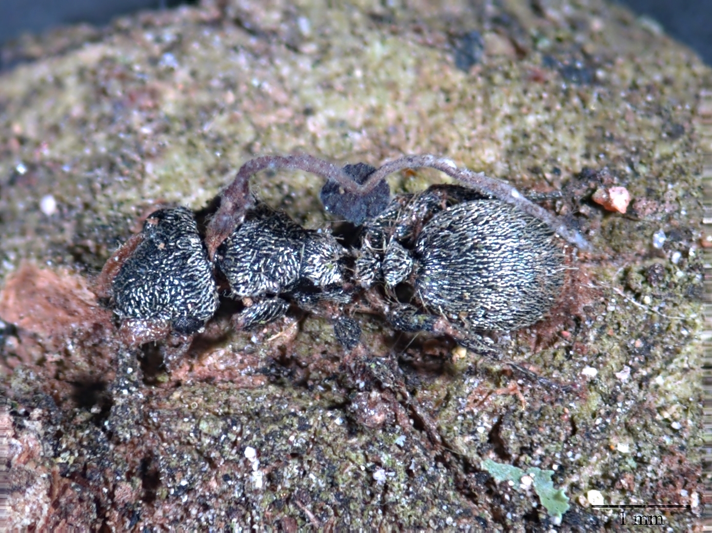 Modified by CombineZP