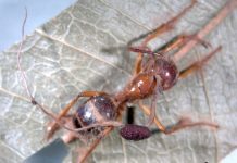 Dedican especie de «hongo zombie” al cineasta tapatío Guillermo del Toro