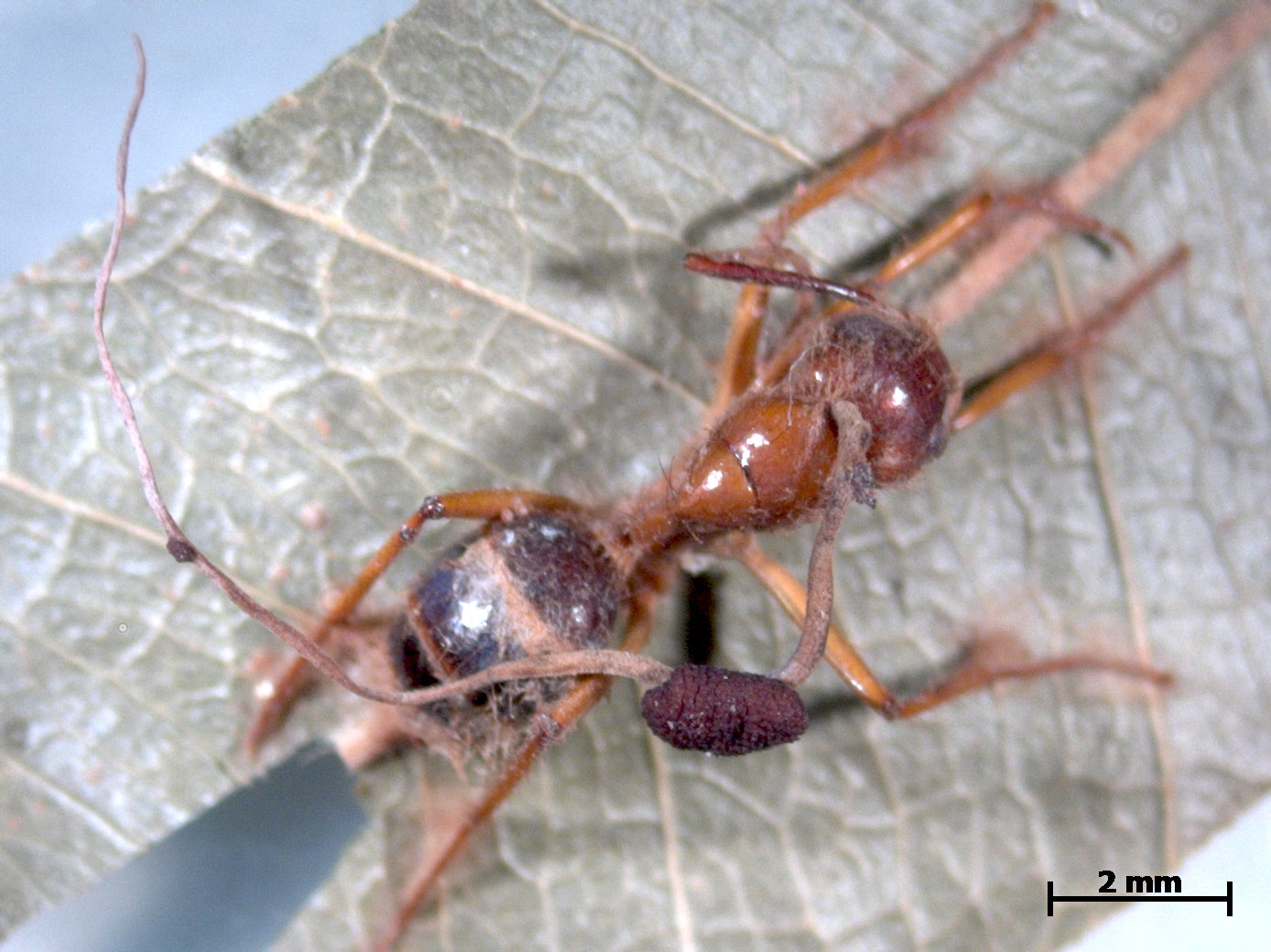 c.e._ballesteros-aguirre_131_0.65x