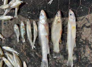 Secado solar, alternativa sustentable para la producción de charales