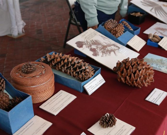 251207_para-la-reeducacion-ambiental-presentan-coleccion-biologica-itinerante-en-explanada-de-rectoria_aa-5