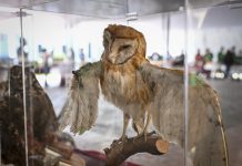 Recibe más de 5 mil visitantes exposición “100 años, Mi historia es natural”