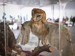 Recibe más de 5 mil visitantes exposición “100 años, Mi historia es natural”