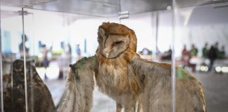 Recibe más de 5 mil visitantes exposición “100 años, Mi historia es natural”