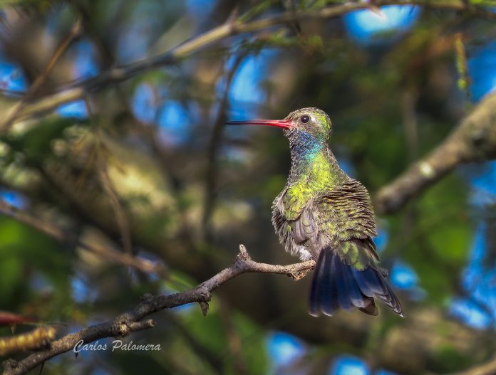 05 Carlos Palomera - Colibrí Pico Ancho Norteño