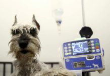 Impacta positivamente al Sur de Jalisco, Hospital Veterinario de Pequeñas y Grandes Especies del CUSur