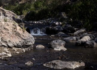 Microbioma y baños saludables en un bosque amenazado