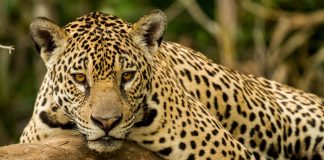 Celebremos el Día Mundial de la Vida Silvestre