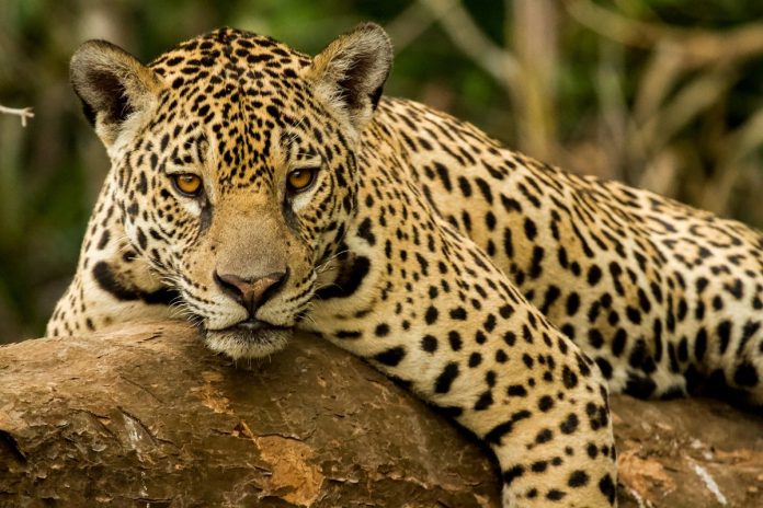 jaguar-panthera-onca-foto-min