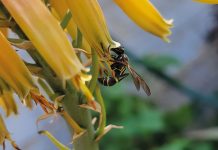 Sin polinizadores no hay vida