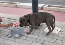 En época de calor cuida a tus mascotas