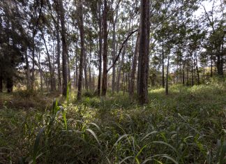 Alertan especialistas del CUCBA sobre invisibilidad de especies en peligro de extinción