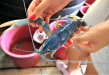 Obtiene CUCosta patente por alimento para langostino de agua dulce