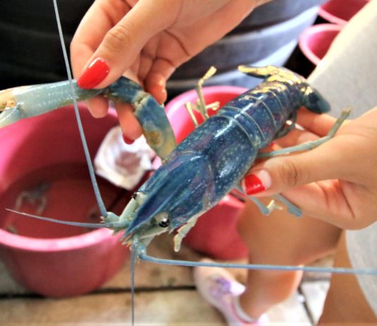 Obtiene CUCosta patente por alimento para langostino de agua dulce