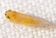 Proponen combatir plaga de chicharrita del maíz con microavispas