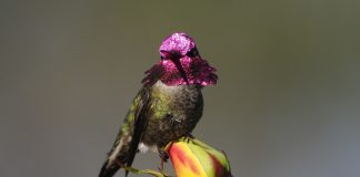 Por primera vez, registran avistamiento de colibrí cabeza roja en Jalisco