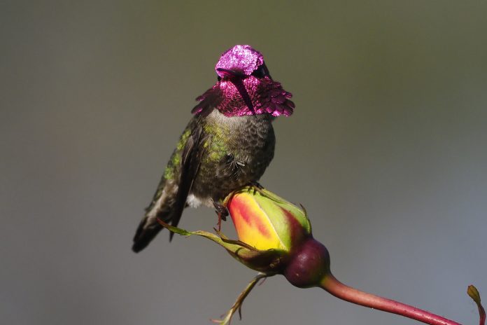 Colibrí cabeza roja. Crédito-Donna Pomeroy