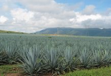 Investigadores del CUValles desarrollan tecnología para tratar y reducir impacto de vinazas tequileras