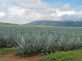 Investigadores del CUValles desarrollan tecnología para tratar y reducir impacto de vinazas tequileras