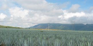Investigadores del CUValles desarrollan tecnología para tratar y reducir impacto de vinazas tequileras