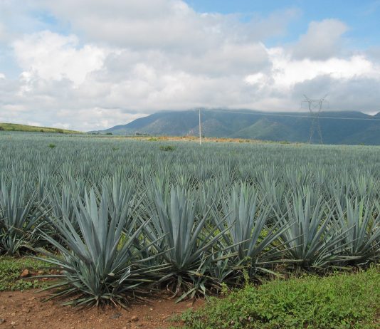 Investigadores del CUValles desarrollan tecnología para tratar y reducir impacto de vinazas tequileras