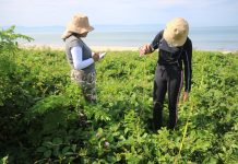 Investigación de CUCosta busca proteger las dunas costeras de Bahía de Banderas