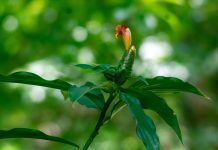Planta mexicana abre nuevas líneas de investigación sobre reproducción animal