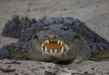 Cocodrilos en Bahía de Banderas: una crisis de convivencia con la naturaleza