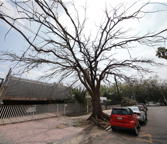 Poco suelo y enfermedades hacen propensa la caída de árboles en la AMG