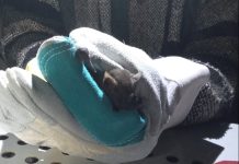 Cuando CUCBA duerme, la vida nocturna despierta