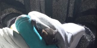 Cuando CUCBA duerme, la vida nocturna despierta