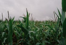Sin milpa no hay equilibrio: el costo de abandonar un sistema ancestral