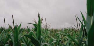 Sin milpa no hay equilibrio: el costo de abandonar un sistema ancestral